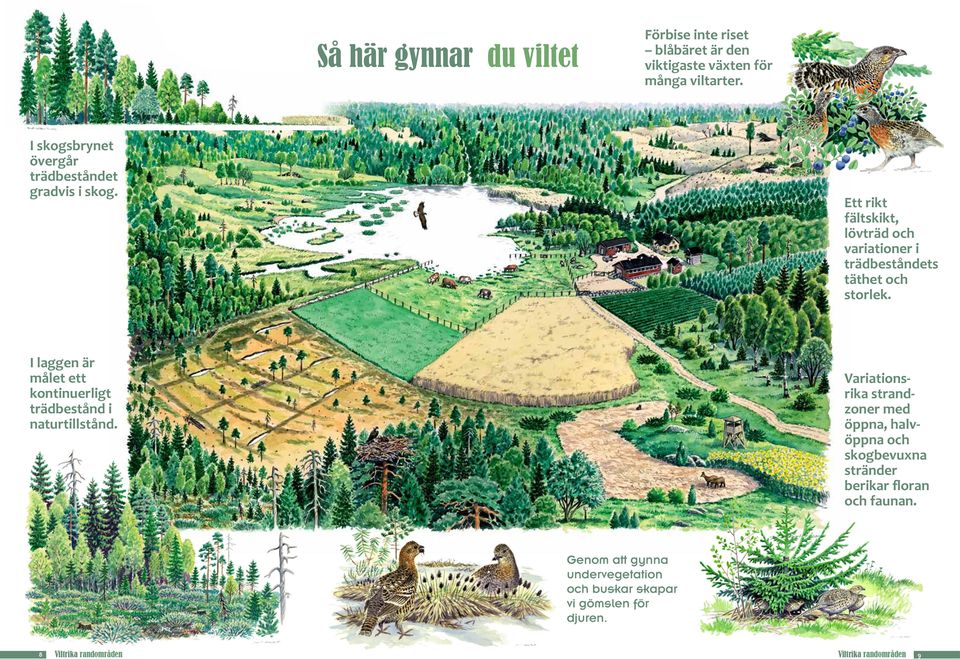 Variationsrika strandzoner med öppna, halvöppna och skogbevuxna stränder berikar floran och faunan. 3.