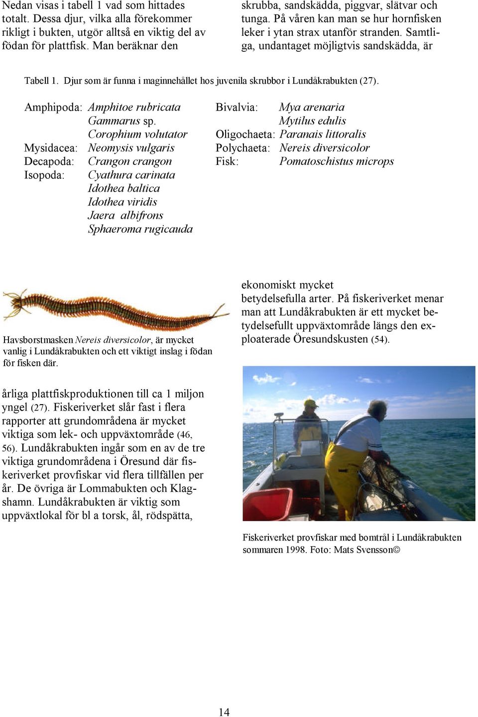 Djur som är funna i maginnehållet hos juvenila skrubbor i Lundåkrabukten (27). Amphipoda: Amphitoe rubricata Bivalvia: Mya arenaria Gammarus sp.