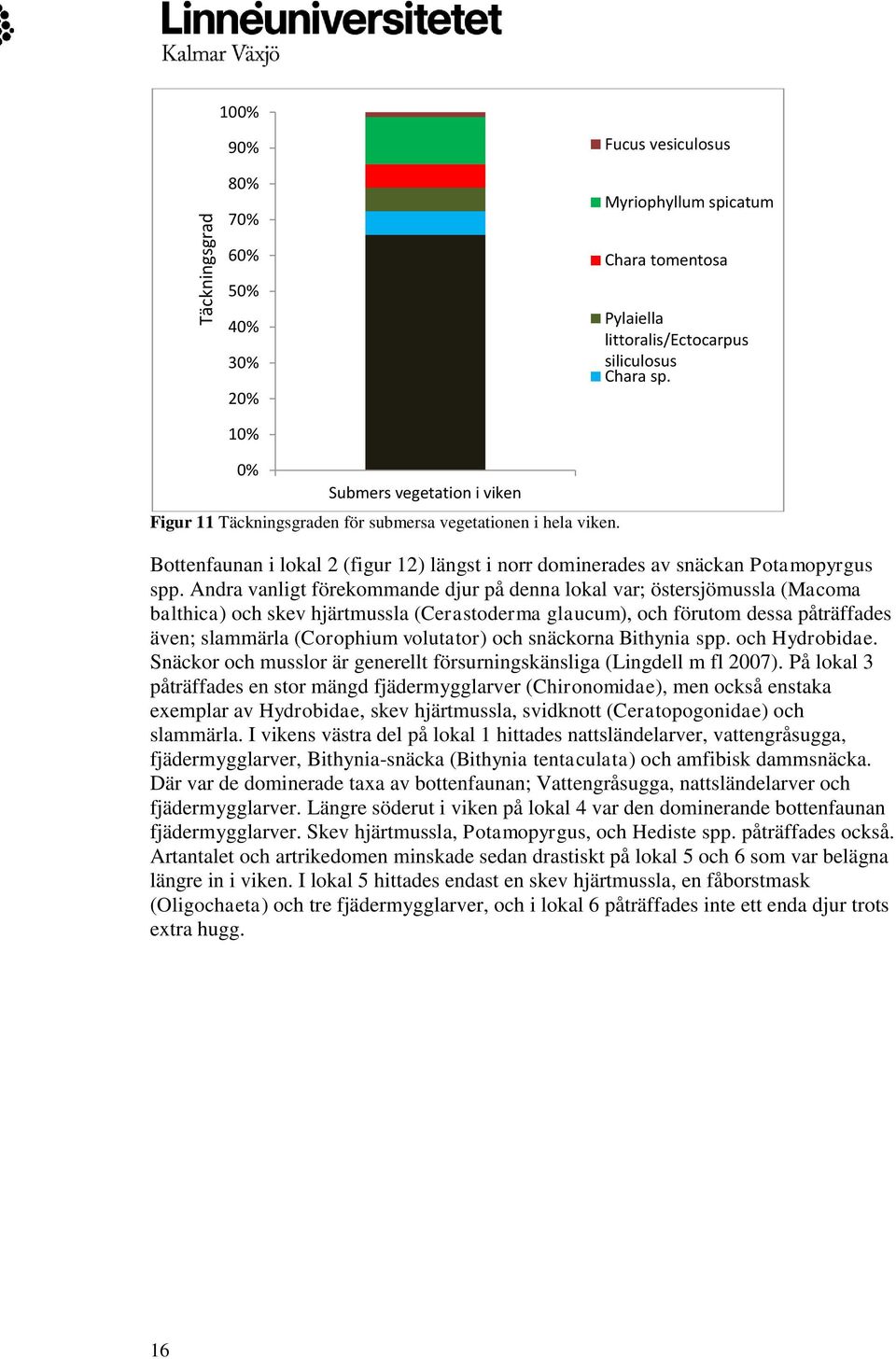 Andra vanligt förekommande djur på denna lokal var; östersjömussla (Macoma balthica) och skev hjärtmussla (Cerastoderma glaucum), och förutom dessa påträffades även; slammärla (Corophium volutator)