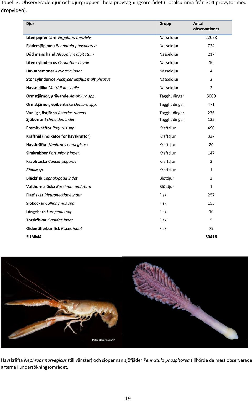 cylinderros Cerianthus lloydii Nässeldjur 10 Havsanemoner Actinaria indet Nässeldjur 4 Stor cylinderros Pachycerianthus multiplicatus Nässeldjur 2 Havsnejlika Metridium senile Nässeldjur 2