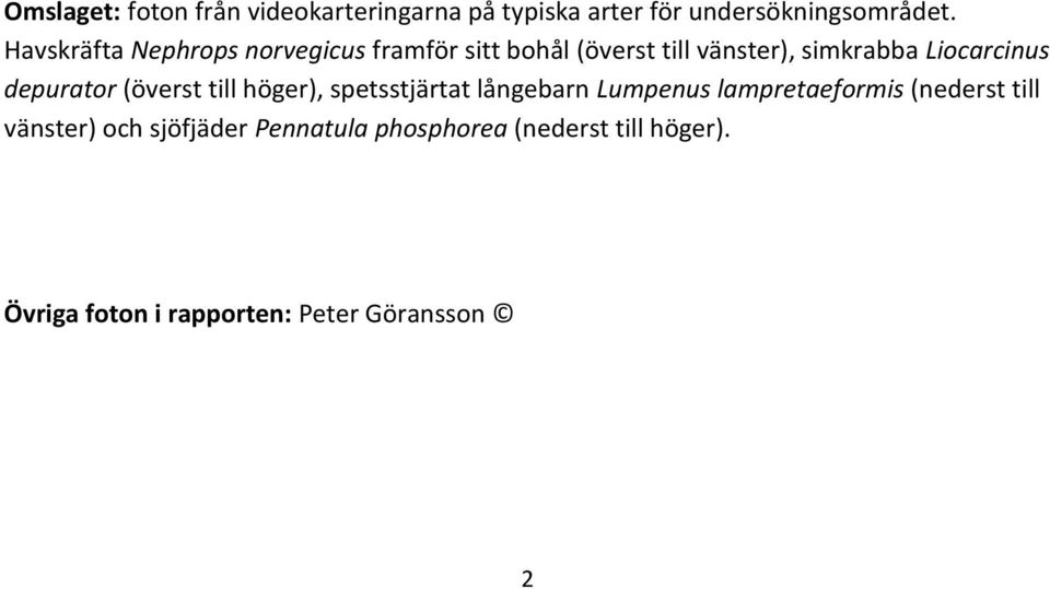 depurator (överst till höger), spetsstjärtat långebarn Lumpenus lampretaeformis (nederst till