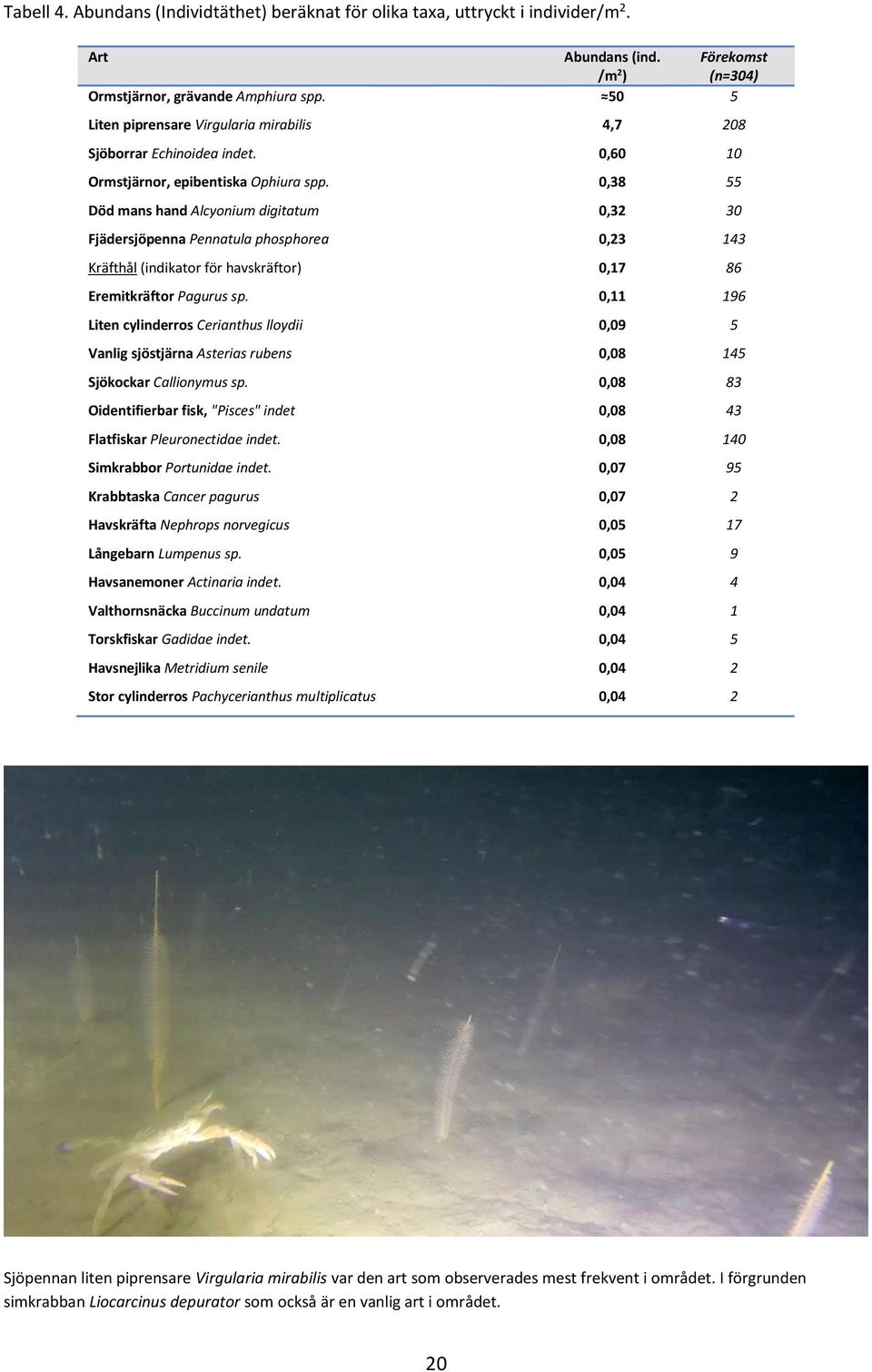 0,38 55 Död mans hand Alcyonium digitatum 0,32 30 Fjädersjöpenna Pennatula phosphorea 0,23 143 Kräfthål (indikator för havskräftor) 0,17 86 Eremitkräftor Pagurus sp.