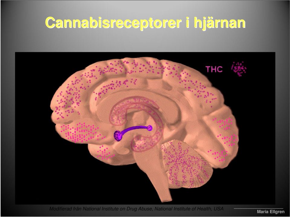 National Institute on Drug