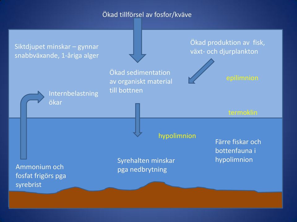 produktion av fisk, växt- och djurplankton epilimnion termoklin Ammonium och fosfat