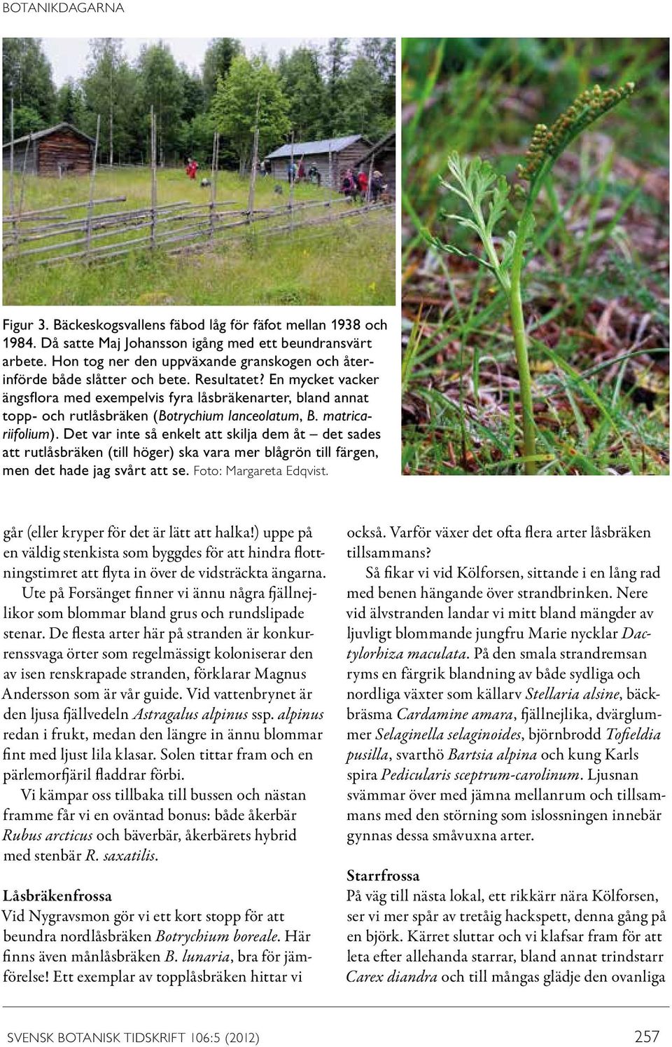 En mycket vacker ängsflora med exempelvis fyra låsbräkenarter, bland annat topp- och rutlåsbräken (Botrychium lanceolatum, B. matricariifolium).