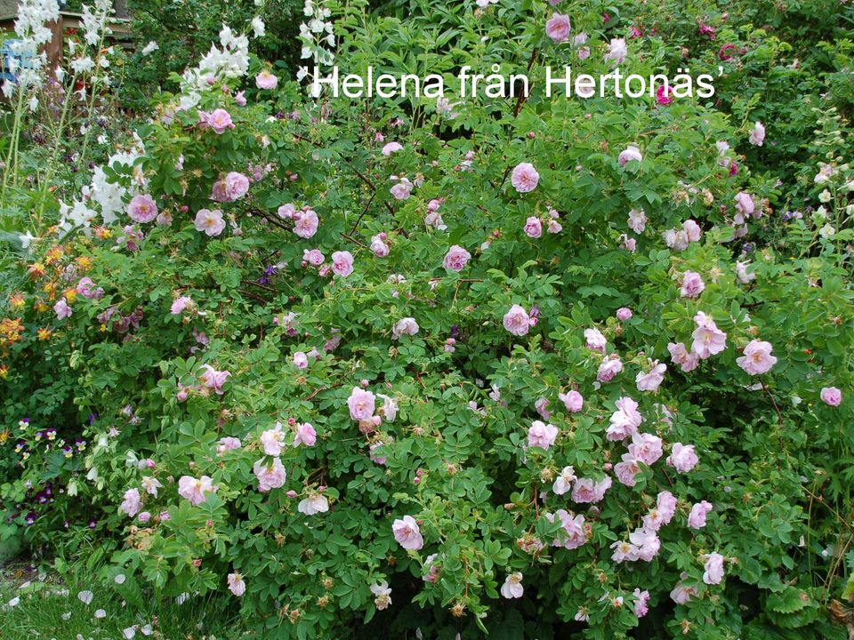 Hertonäs