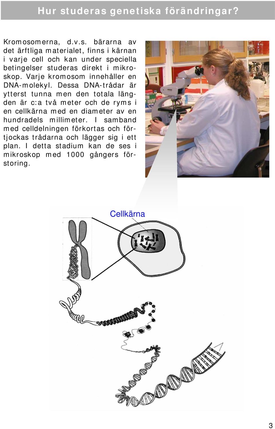 Dessa DNA-trådar är ytterst tunna men den totala längden är c:a två meter och de ryms i en cellkärna med en diameter av en hundradels