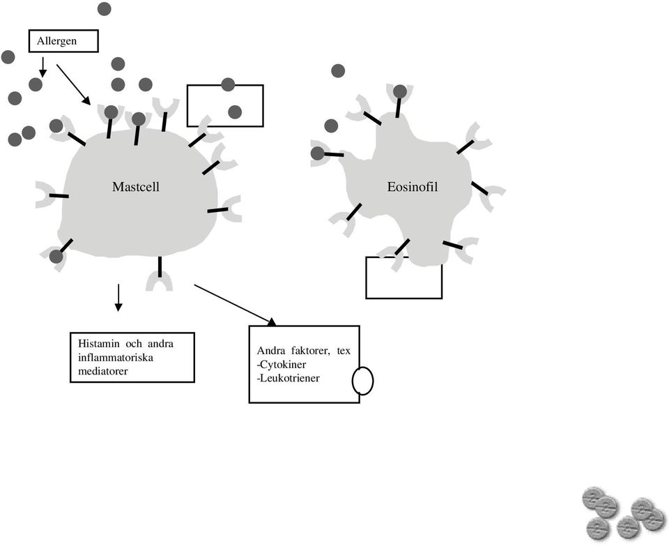 inflammatoriska mediatorer