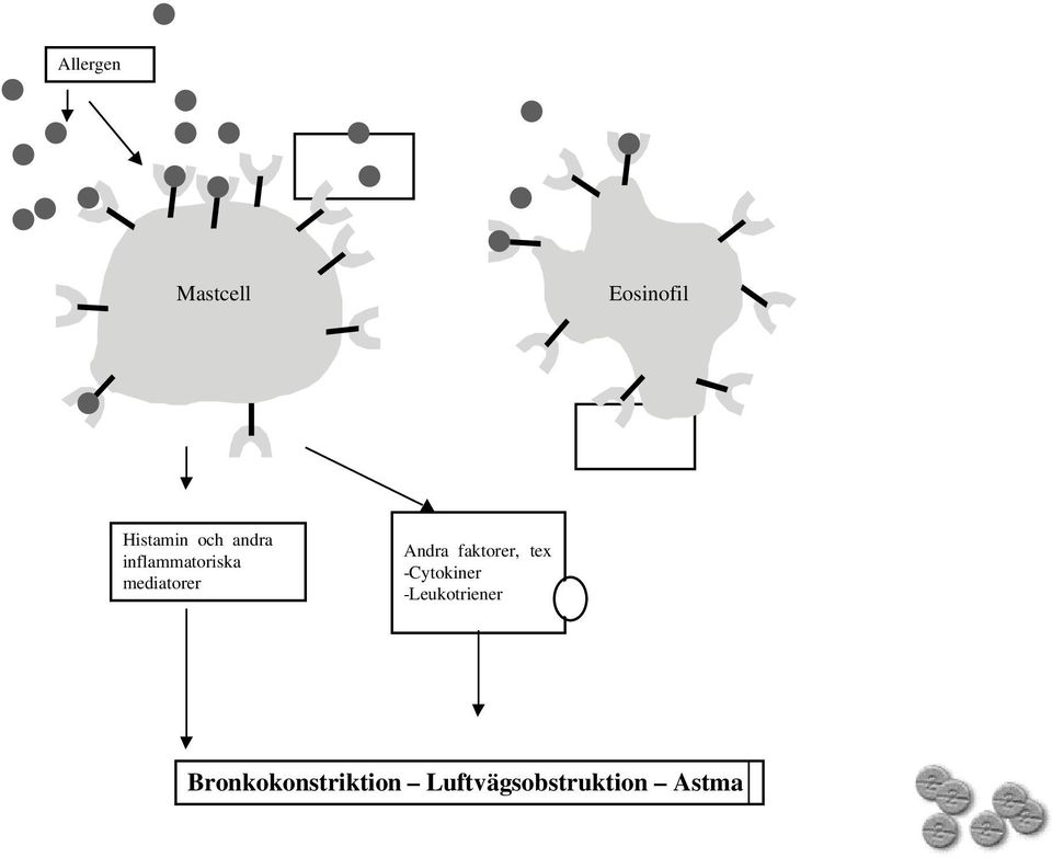 faktorer, tex -Cytokiner -Leukotriener