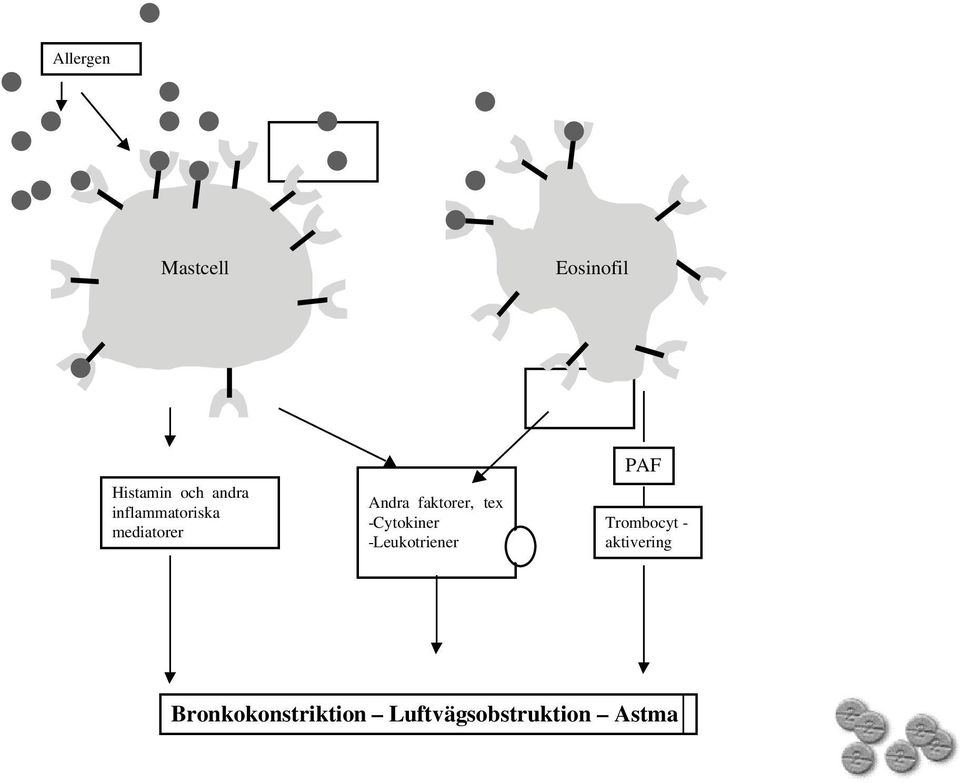 -Cytokiner -Leukotriener PAF Trombocyt -