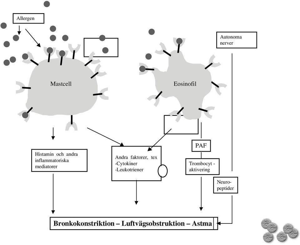 tex -Cytokiner -Leukotriener PAF Trombocyt -