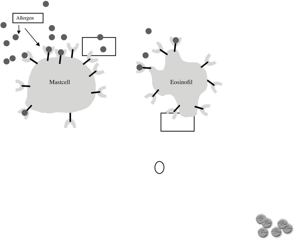 Eosinofil