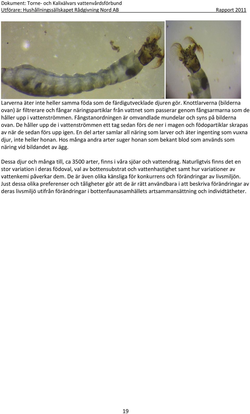 Fångstanordningen är omvandlade mundelar och syns på bilderna ovan. De håller upp de i vattenströmmen ett tag sedan förs de ner i magen och födopartiklar skrapas av när de sedan förs upp igen.