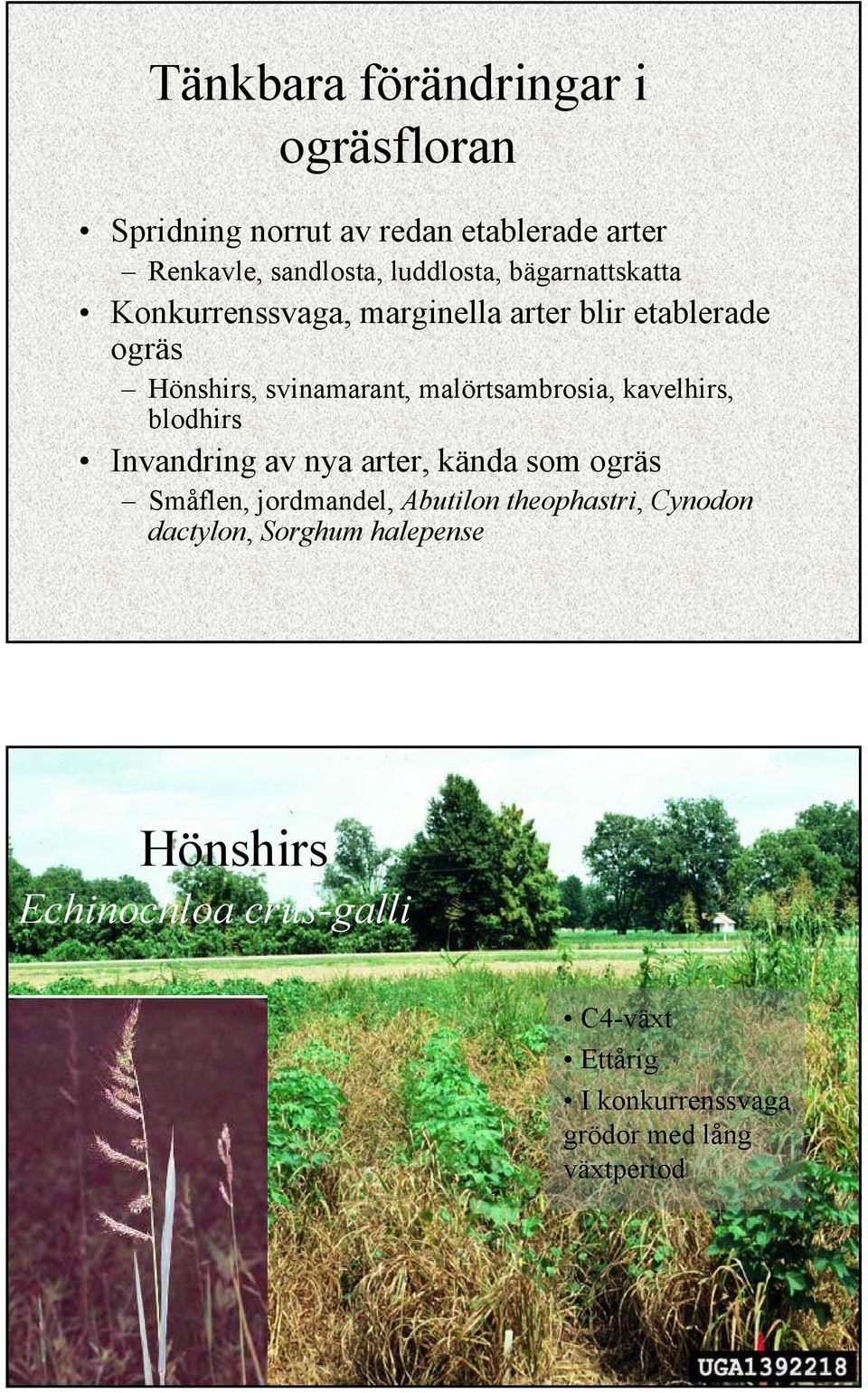kavelhirs, blodhirs Invandring av nya arter, kända som ogräs Småflen, jordmandel, Abutilon theophastri, Cynodon