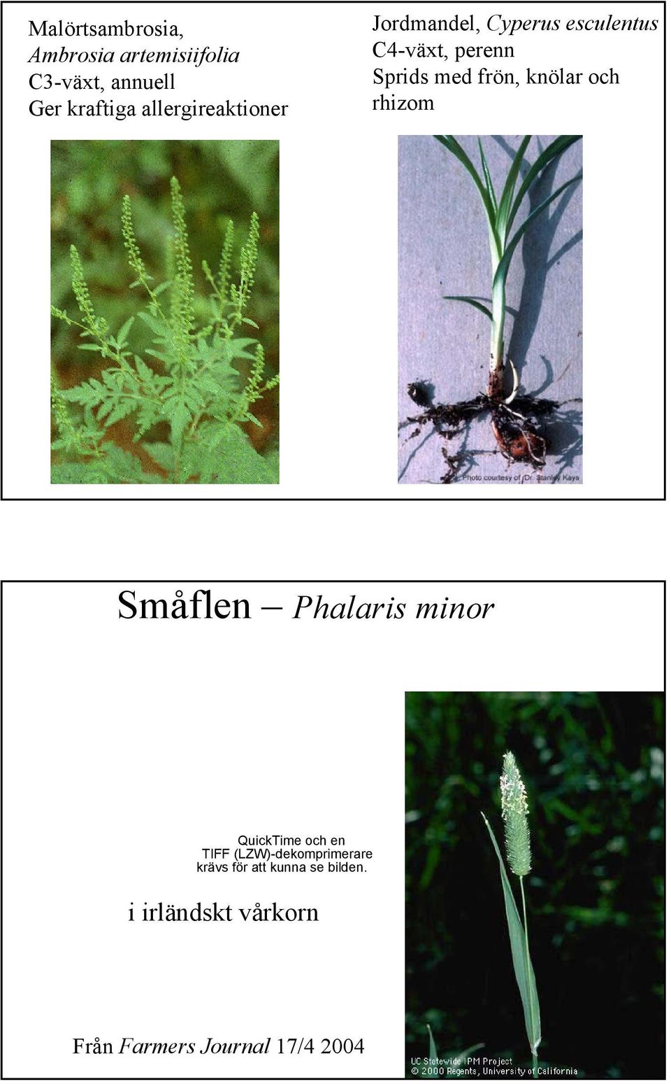 frön, knölar och rhizom Småflen Phalaris minor QuickTime och en TIFF
