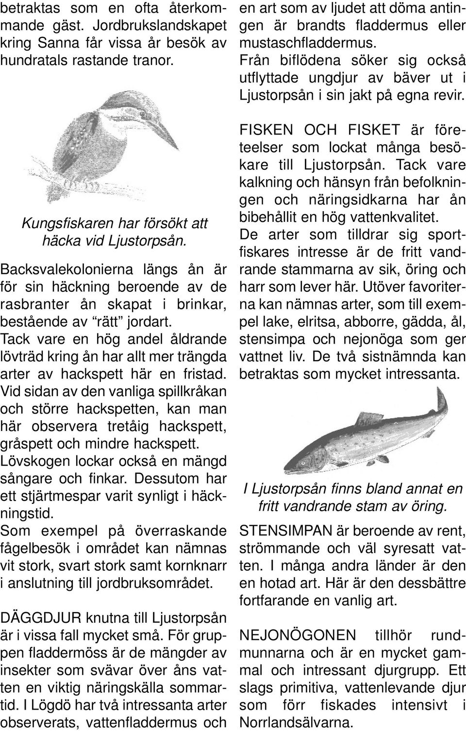 Tack vare en hög andel åldrande lövträd kring ån har allt mer trängda arter av hackspett här en fristad.