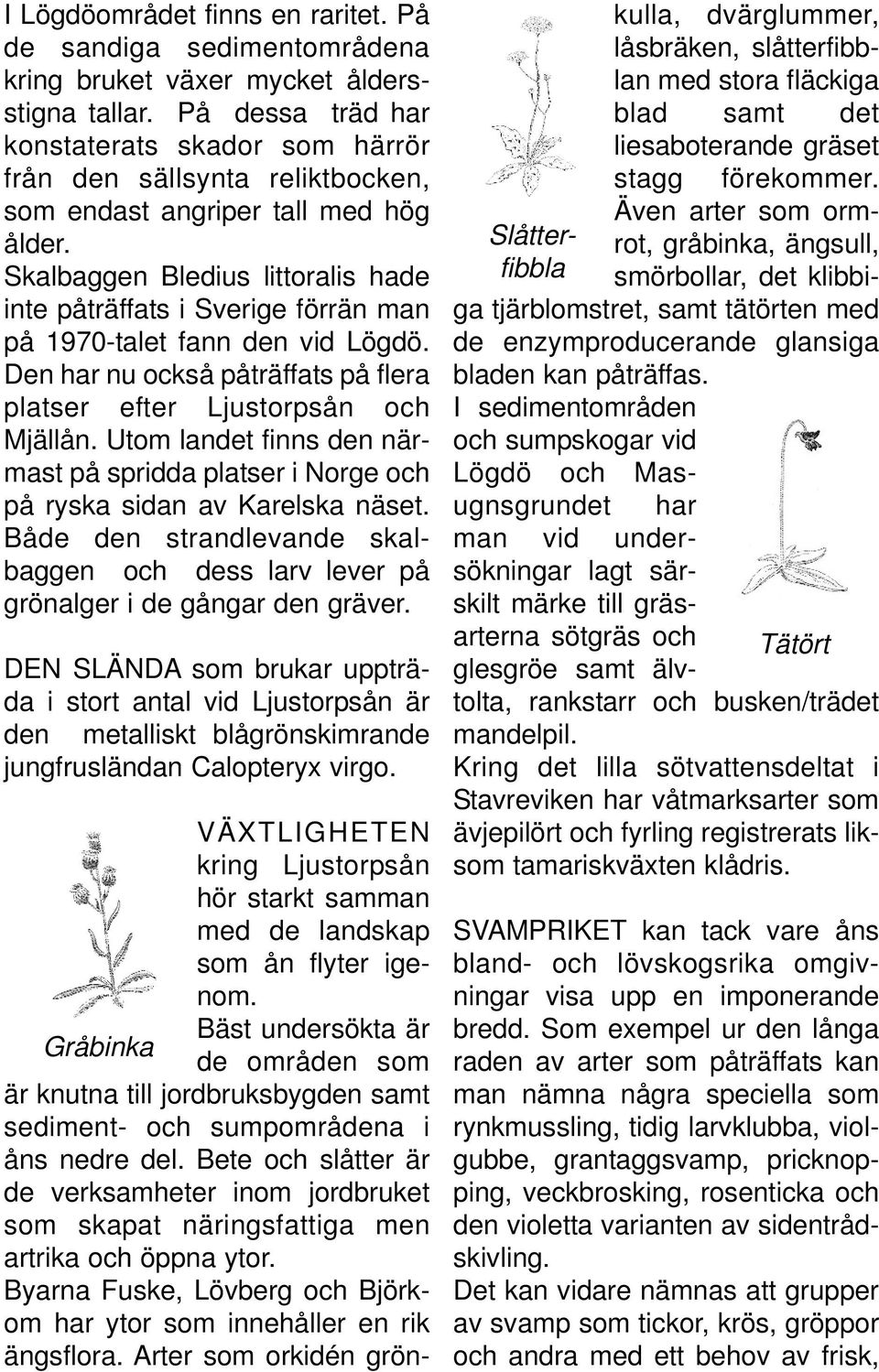 Skalbaggen Bledius littoralis hade inte påträffats i Sverige förrän man på 1970-talet fann den vid Lögdö. Den har nu också påträffats på flera platser efter Ljustorpsån och Mjällån.