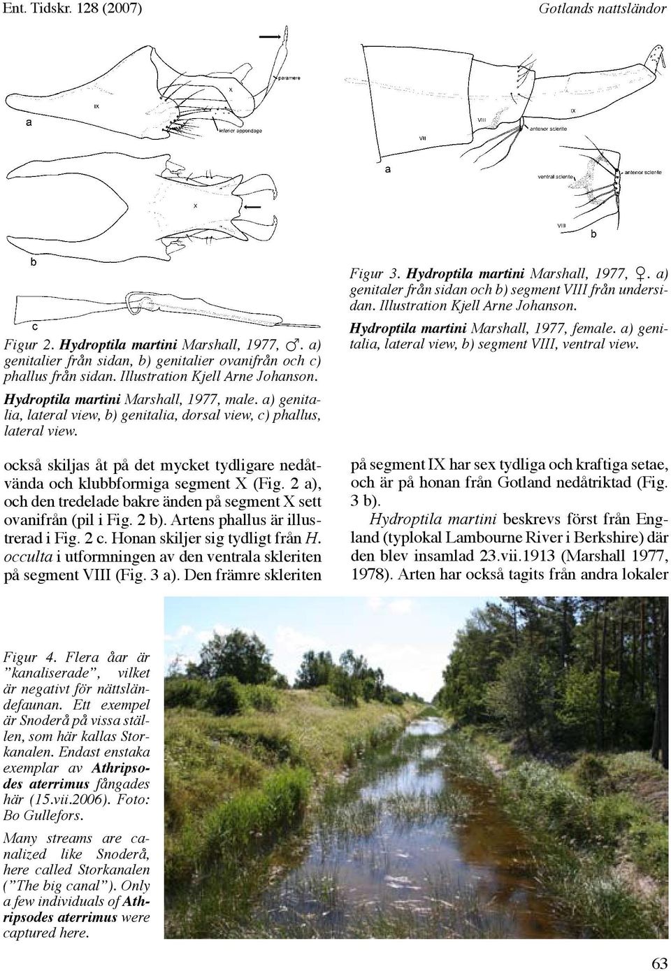 också skiljas åt på det mycket tydligare nedåtvända och klubbformiga segment X (Fig. 2 a), och den tredelade bakre änden på segment X sett ovanifrån (pil i Fig. 2 b).