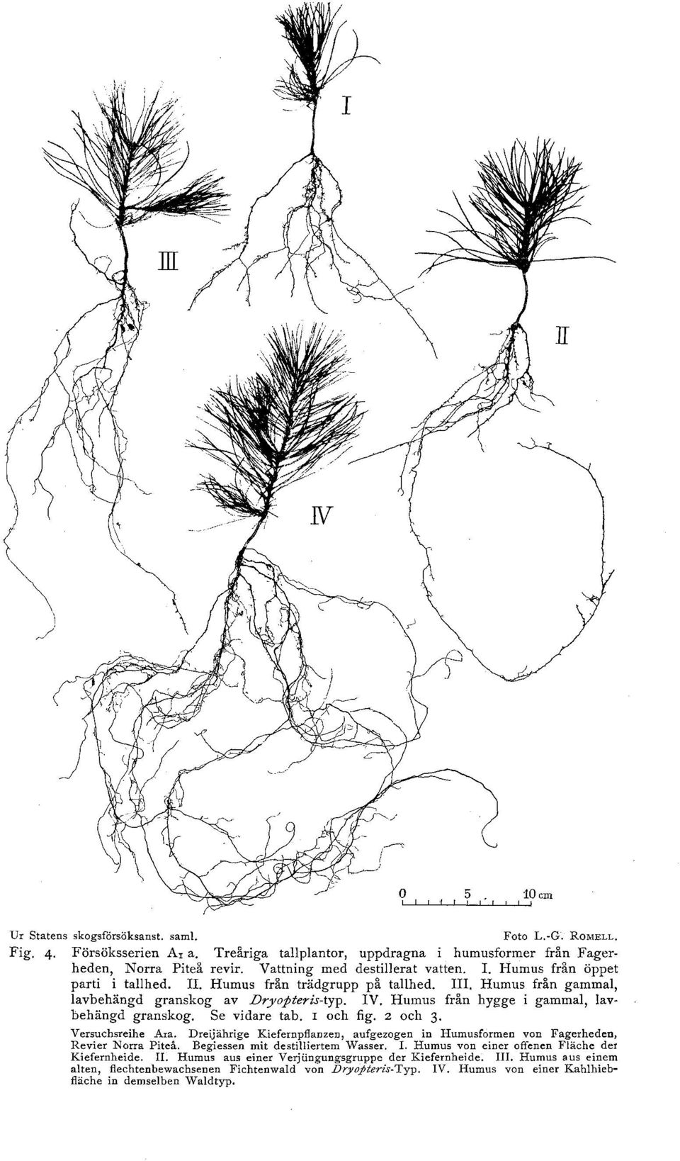 I och fig. 2 och 3. Versuchsreihe Aia. Dreijährige Kiefernpfanzen, aufgezogen in Humusformen von Fagerheden, Revier Norra Piteå. Begiessen mit destiiertem Wasser. I.