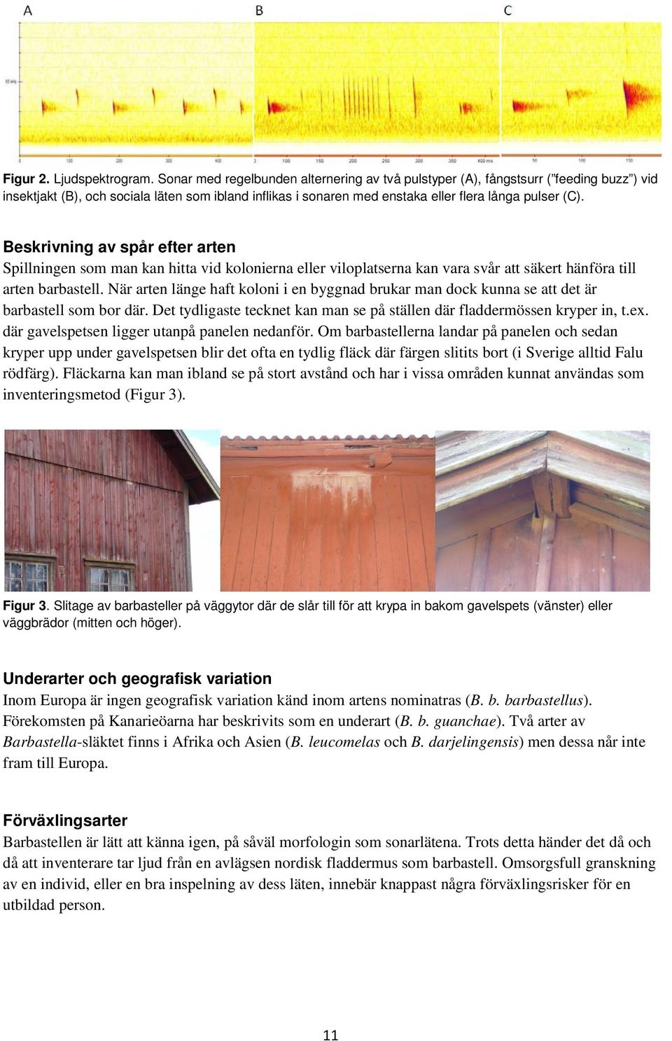 Beskrivning av spår efter arten Spillningen som man kan hitta vid kolonierna eller viloplatserna kan vara svår att säkert hänföra till arten barbastell.