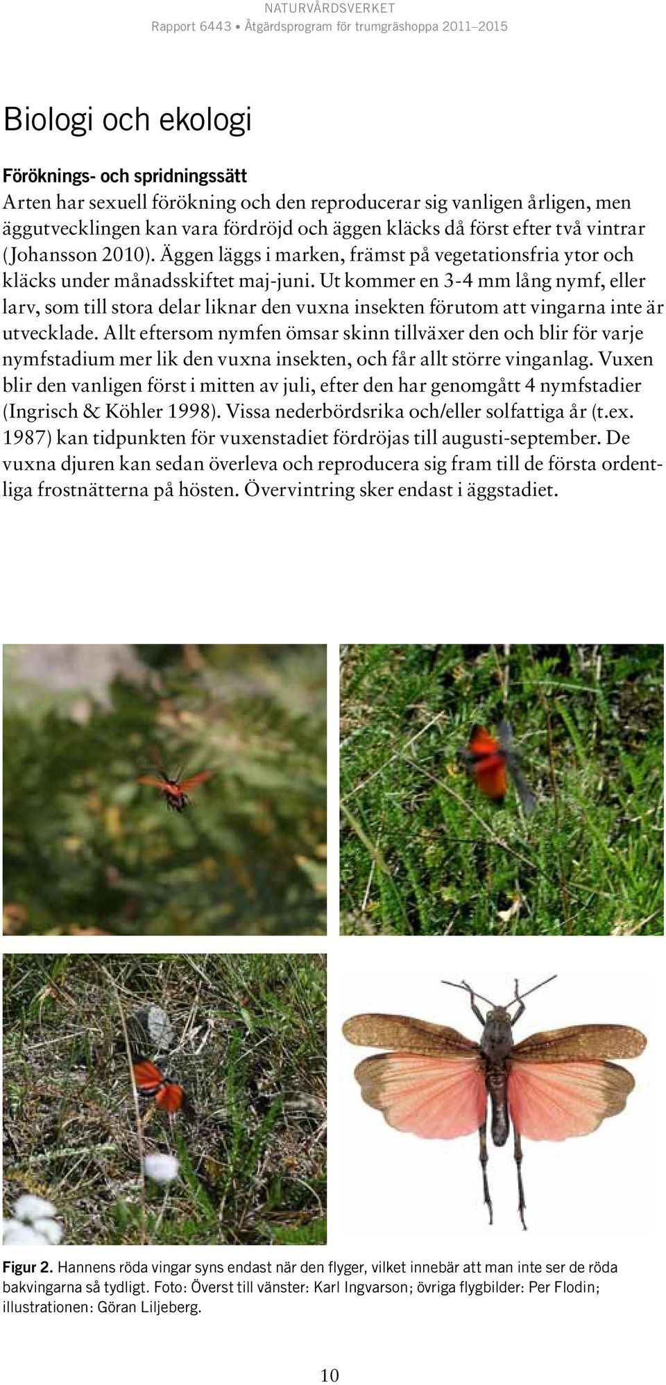 Ut kommer en 3-4 mm lång nymf, eller larv, som till stora delar liknar den vuxna insekten förutom att vingarna inte är utvecklade.
