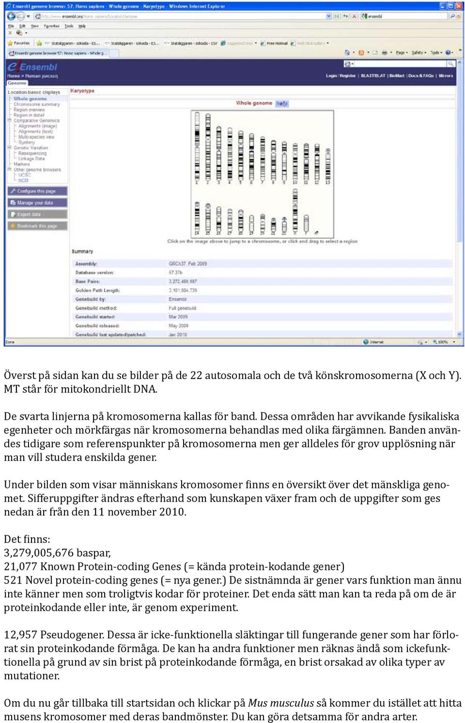 Banden användes tidigare som referenspunkter på kromosomerna men ger alldeles för grov upplösning när man vill studera enskilda gener.