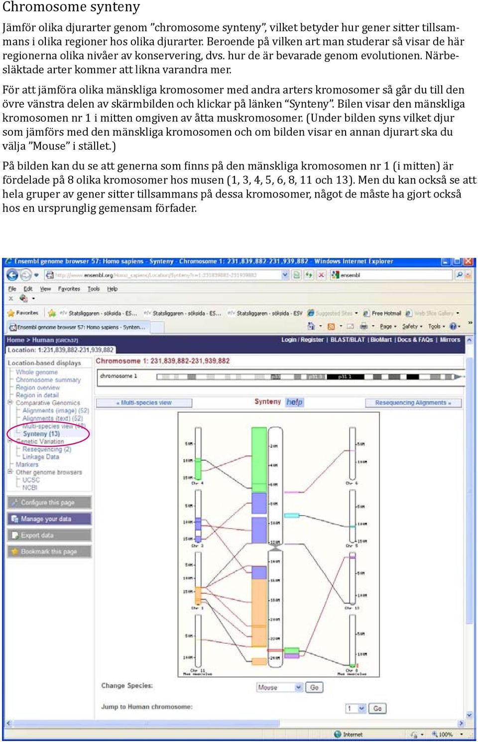 För att jämföra olika mänskliga kromosomer med andra arters kromosomer så går du till den övre vänstra delen av skärmbilden och klickar på länken Synteny.