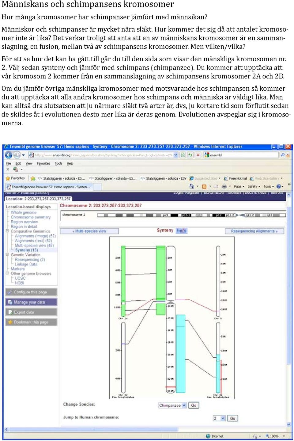 Men vilken/vilka? För att se hur det kan ha gått till går du till den sida som visar den mänskliga kromosomen nr. 2. Välj sedan synteny och jämför med schimpans (chimpanzee).