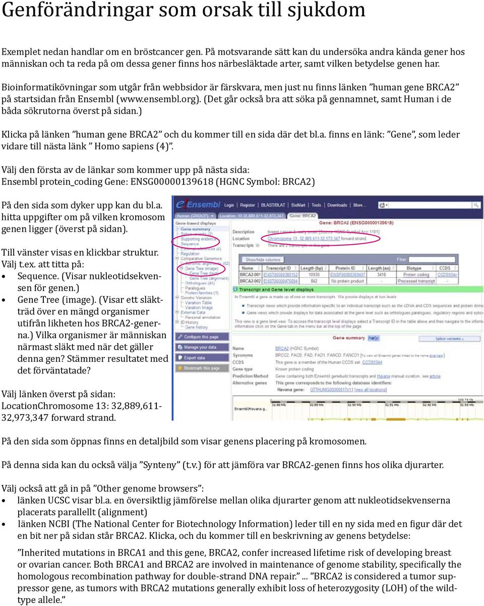 Bioinformatikövningar som utgår från webbsidor är färskvara, men just nu finns länken human gene BRCA2 på startsidan från Ensembl (www.ensembl.org).
