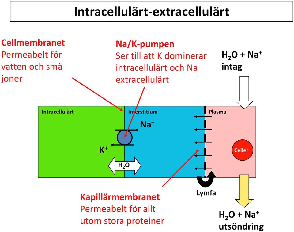 2 O + + intag Intracellulärt Interstitium Plasma + K + Celler H 2 O