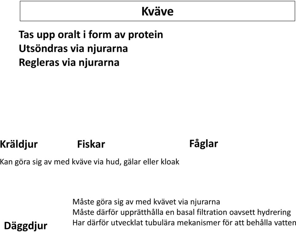 Måste göra sig av med kvävet via njurarna Måste därför upprätthålla en basal