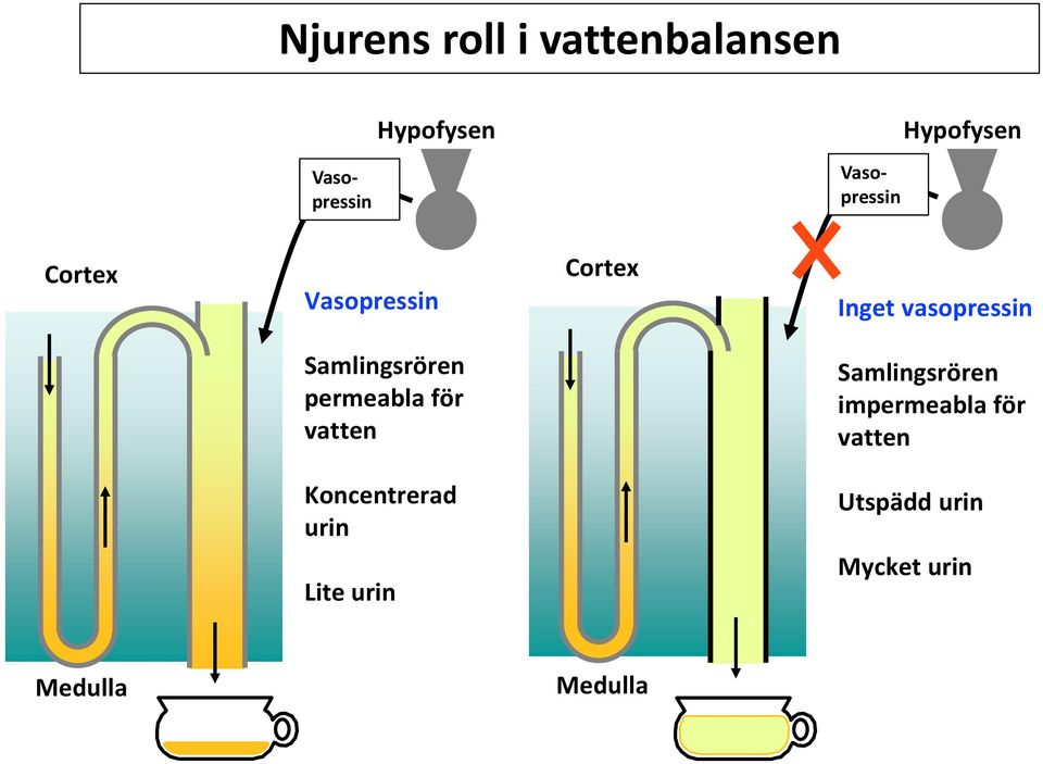 Samlingsrören permeabla för vatten Samlingsrören impermeabla för