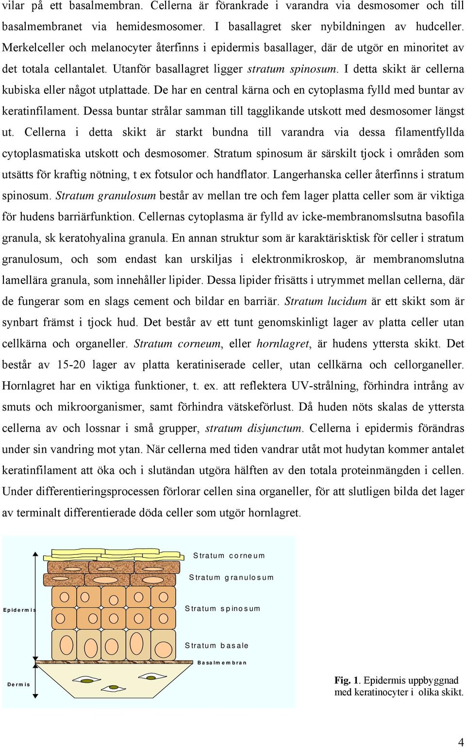 I detta skikt är cellerna kubiska eller något utplattade. De har en central kärna och en cytoplasma fylld med buntar av keratinfilament.
