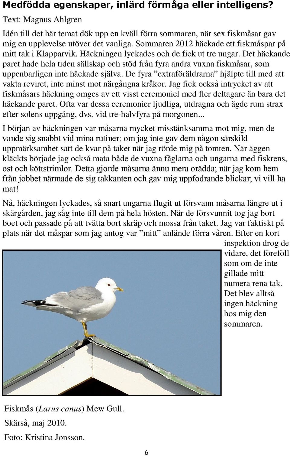 Det häckande paret hade hela tiden sällskap och stöd från fyra andra vuxna fiskmåsar, som uppenbarligen inte häckade själva.