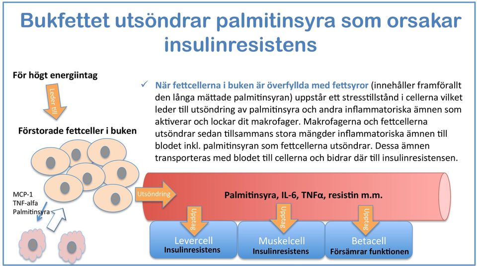 dit makrofager. Makrofagerna och fe#cellerna utsöndrar sedan 5llsammans stora mängder inflammatoriska ämnen 5ll blodet inkl. palmi5nsyran som fe#cellerna utsöndrar.