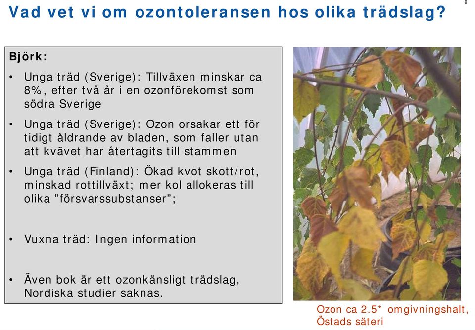 orsakar ett för tidigt åldrande av bladen, som faller utan att kvävet har återtagits till stammen Unga träd (Finland): Ökad kvot