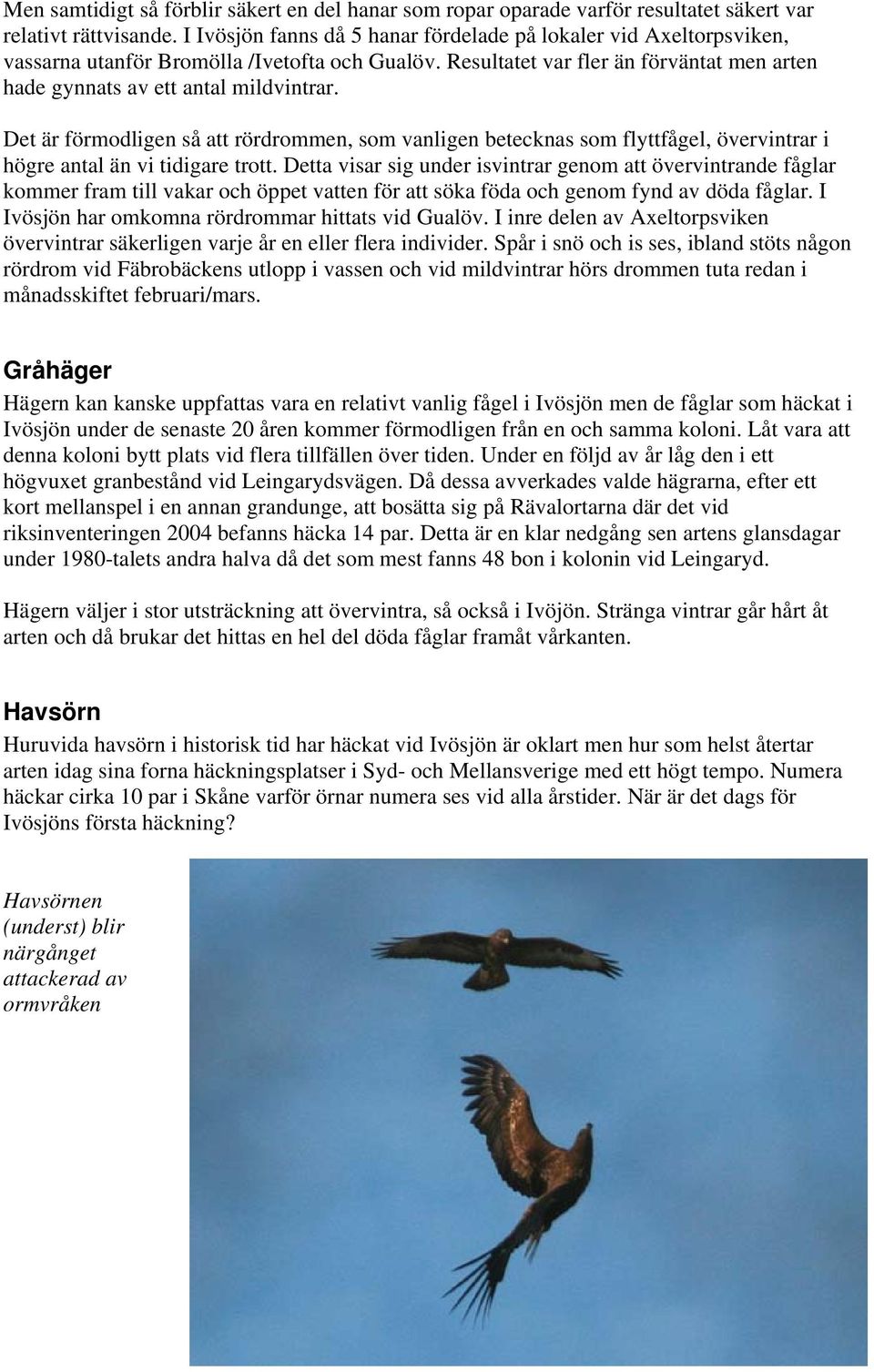 Det är förmodligen så att rördrommen, som vanligen betecknas som flyttfågel, övervintrar i högre antal än vi tidigare trott.