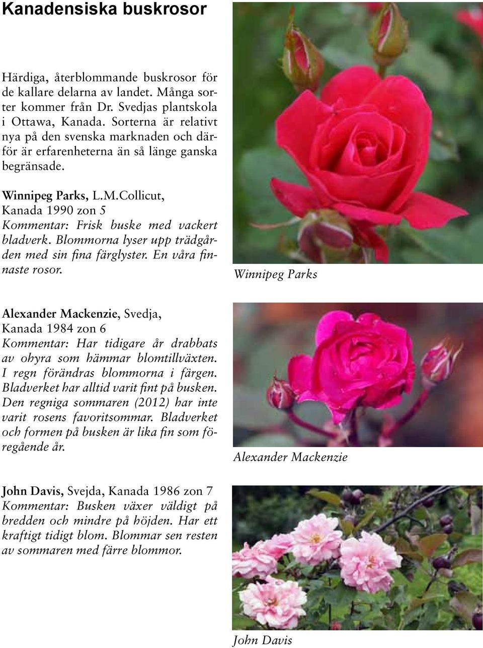 Collicut, Kanada 1990 zon 5 Kommentar: Frisk buske med vackert bladverk. Blommorna lyser upp trädgården med sin fina färglyster. En våra finnaste rosor.