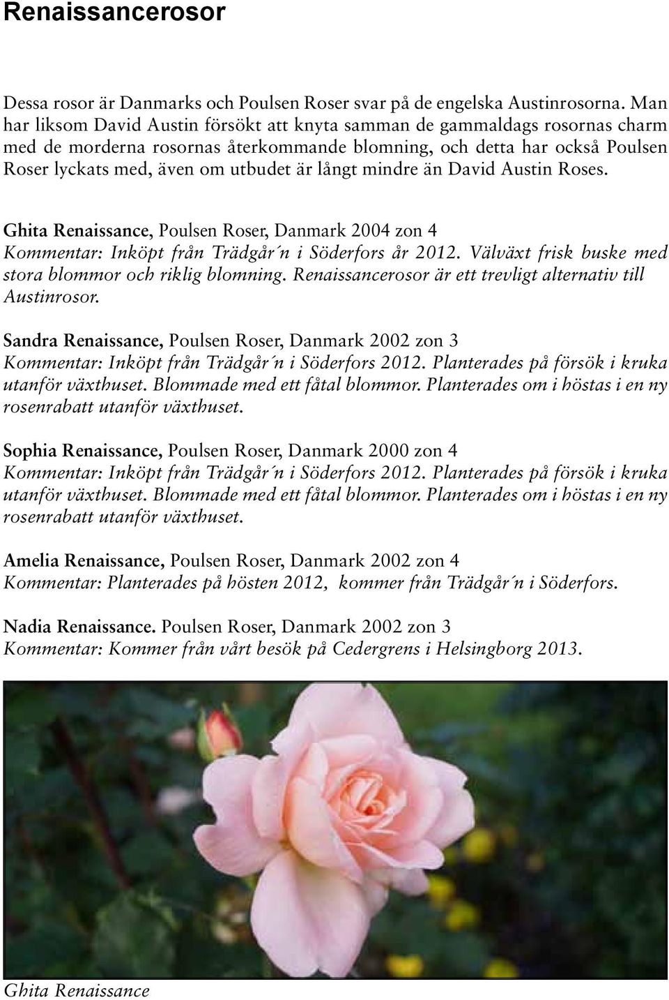 långt mindre än David Austin Roses. Ghita Renaissance, Poulsen Roser, Danmark 2004 zon 4 Kommentar: Inköpt från Trädgår n i Söderfors år 2012.