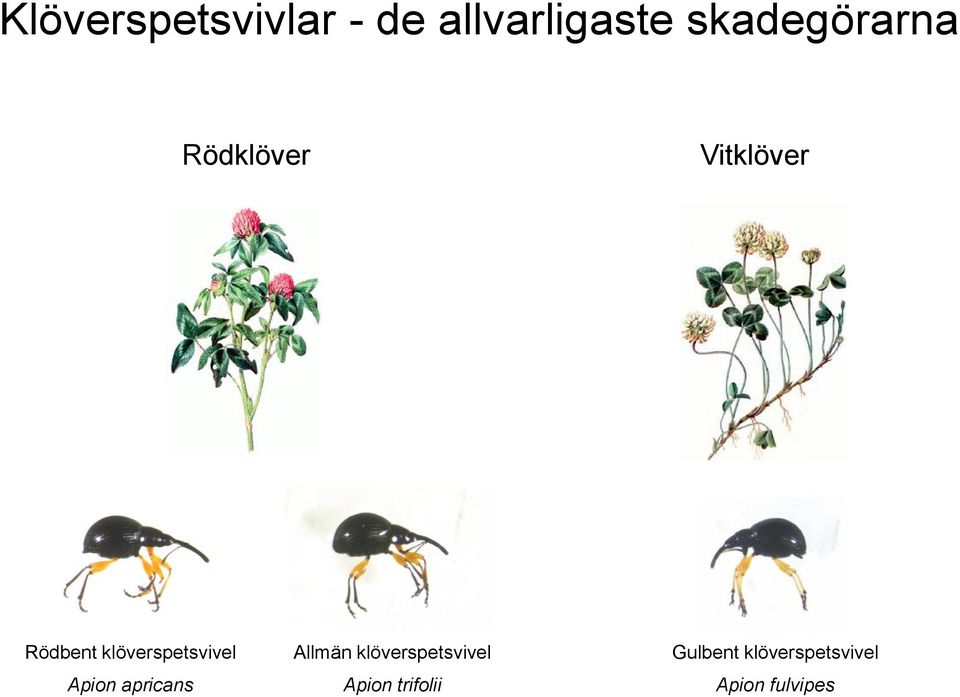 klöverspetsvivel Apion apricans Allmän