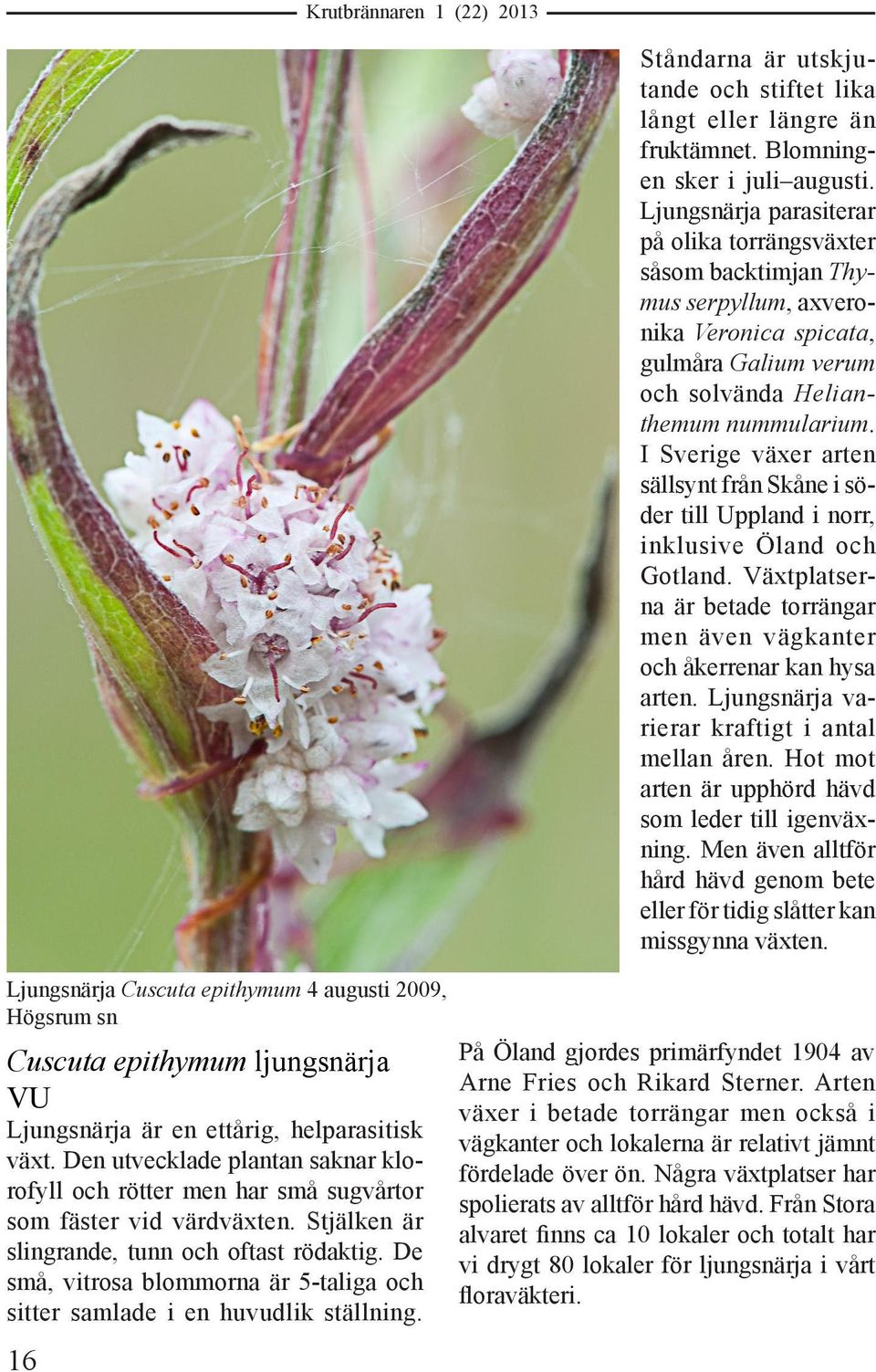 De små, vitrosa blommorna är 5-taliga och sitter samlade i en huvudlik ställning. 16 Ståndarna är utskjutande och stiftet lika långt eller längre än fruktämnet. Blomningen sker i juli augusti.