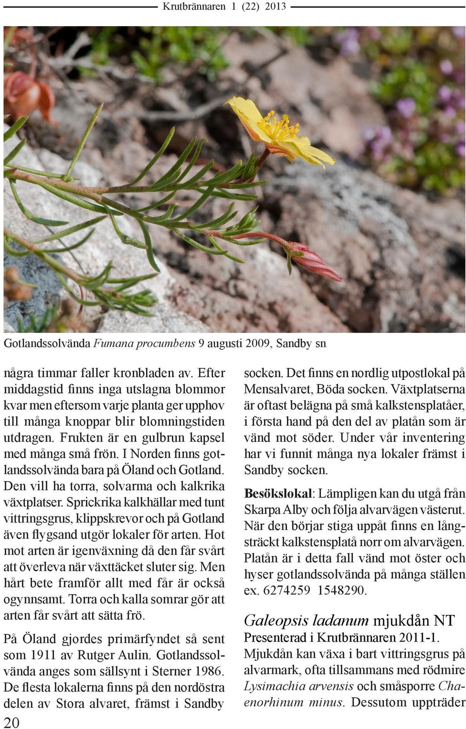 I Norden finns gotlandssolvända bara på Öland och Gotland. Den vill ha torra, solvarma och kalkrika växtplatser.