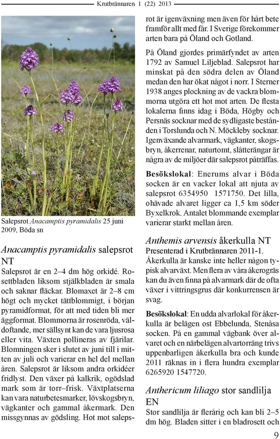 Växten pollineras av fjärilar. Blomningen sker i slutet av juni till i mitten av juli och varierar en hel del mellan åren. Salepsrot är liksom andra orkidéer fridlyst.