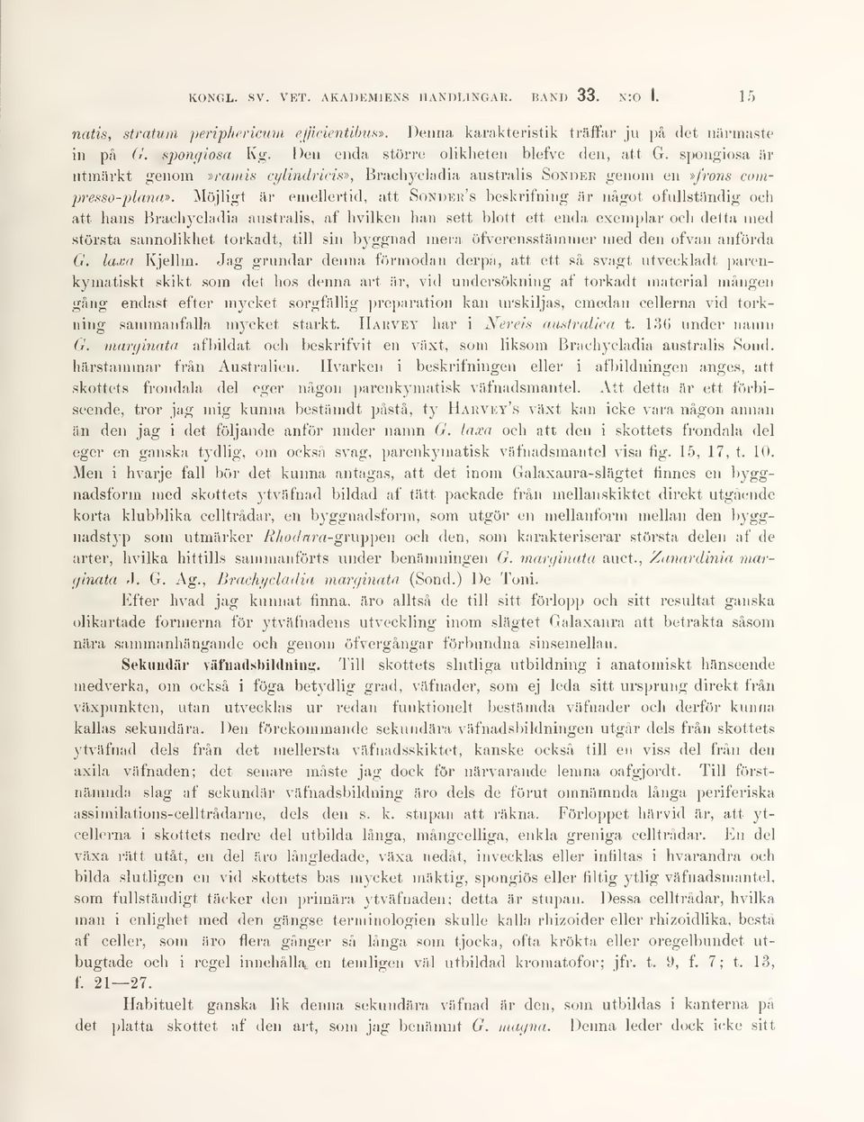 Möjligt är emellertid, att Sondeu's beskrifning är något ofullständig och att hans Brachycladia australis, af hvilkeu han sett blott ett enda exemplar och detta med största sannolikhet torkadt, till