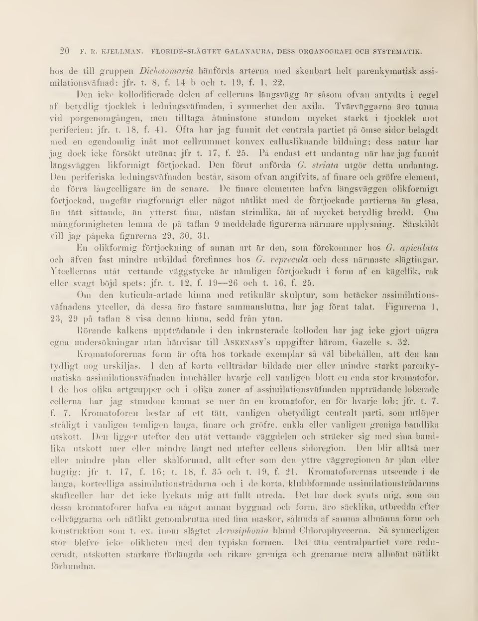 Tvärväggarna äro tunna vid porgenomgången, men tilltaga åtminstone stundom mycket starkt i tjocklek mot periferien; jfr. t. 18, f. 41.
