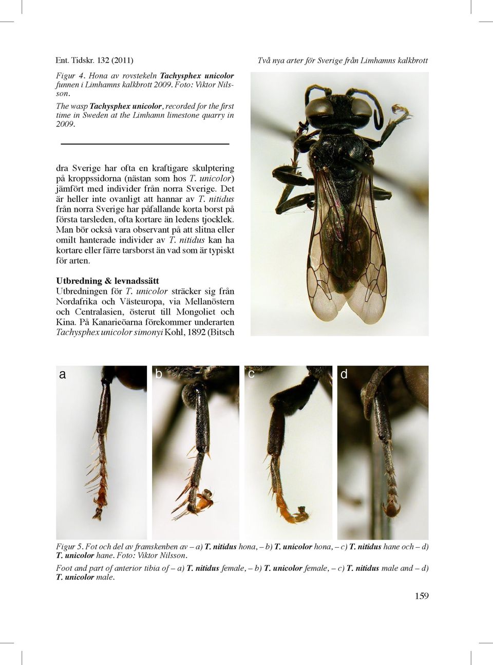 Två nya arter för Sverige från Limhamns kalkbrott dra Sverige har ofta en kraftigare skulptering på kroppssidorna (nästan som hos T. unicolor) jämfört med individer från norra Sverige.