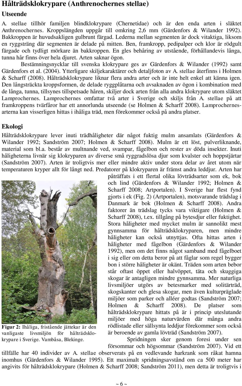Lederna mellan segmenten är dock vitaktiga, liksom en ryggsträng där segmenten är delade på mitten. Ben, framkropp, pedipalper och klor är rödgult färgade och tydligt mörkare än bakkroppen.