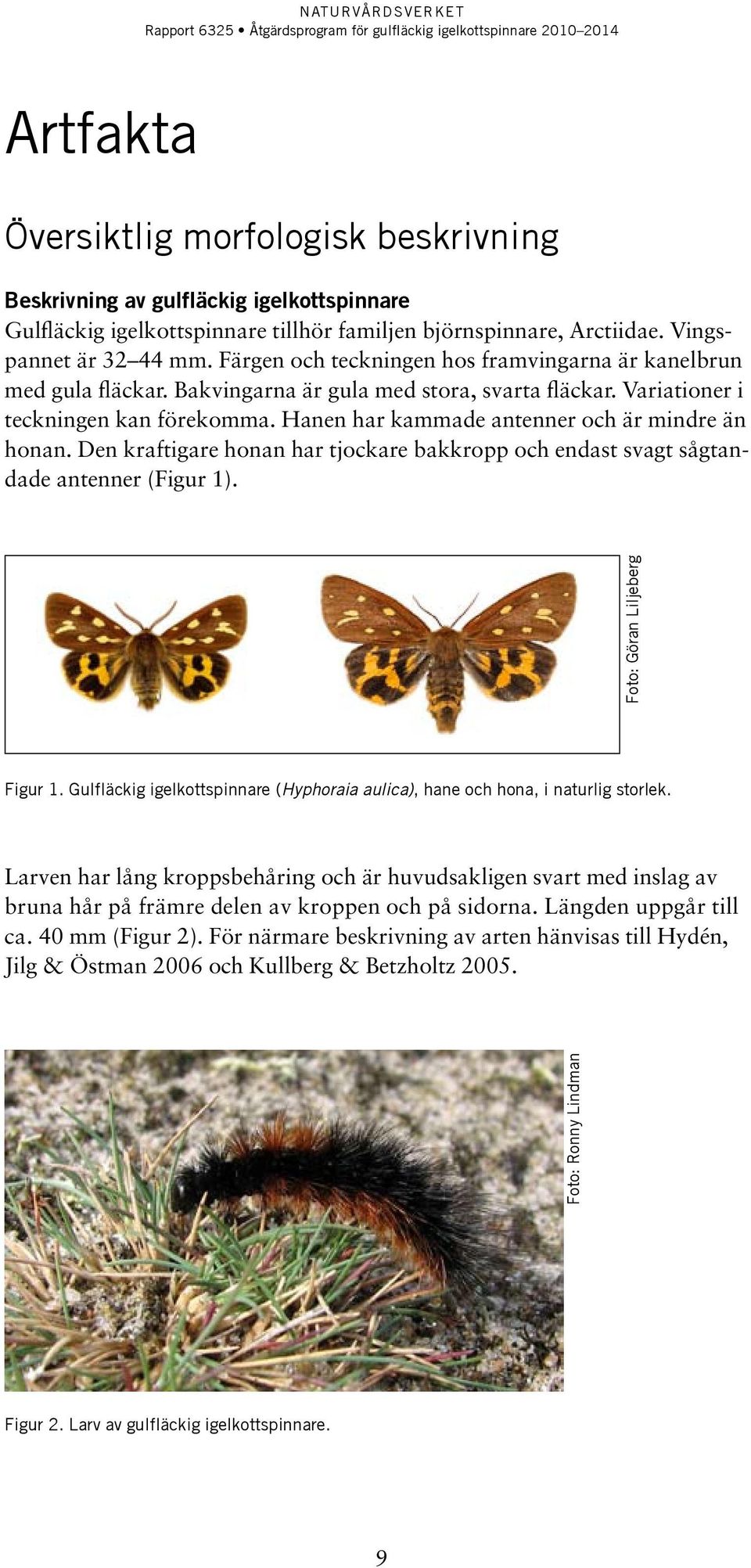 Hanen har kammade antenner och är mindre än honan. Den kraftigare honan har tjockare bakkropp och endast svagt sågtandade antenner (Figur 1). Figur 1.