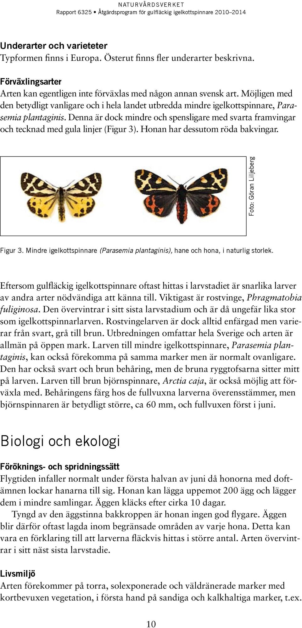 Denna är dock mindre och spensligare med svarta framvingar och tecknad med gula linjer (Figur 3). Honan har dessutom röda bakvingar. Foto: Göran Liljeberg Figur 3.
