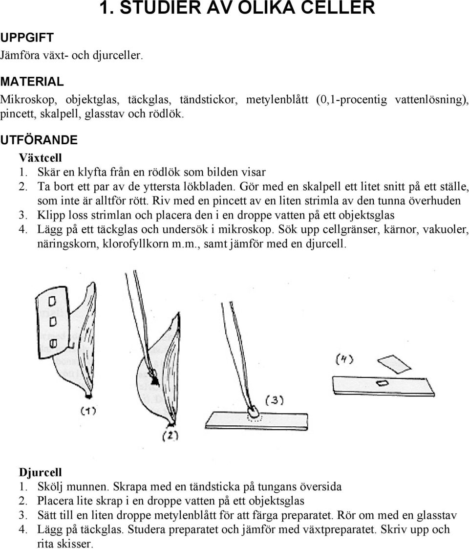 Skär en klyfta från en rödlök som bilden visar 2. Ta bort ett par av de yttersta lökbladen. Gör med en skalpell ett litet snitt på ett ställe, som inte är alltför rött.